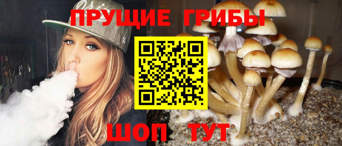 Псилоцибиновые грибы Psilocybine cubensis Нововоронеж